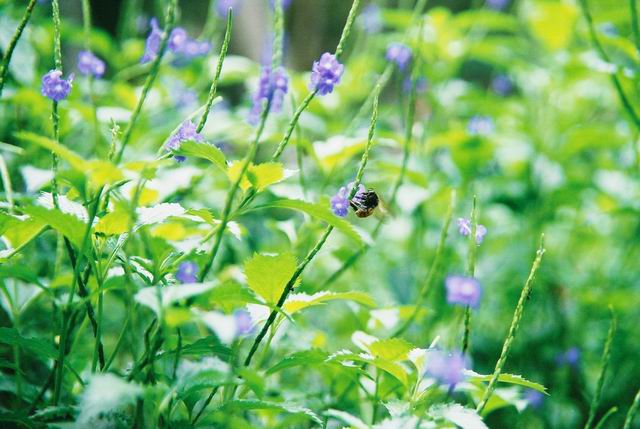 蜜蜂採蜜
