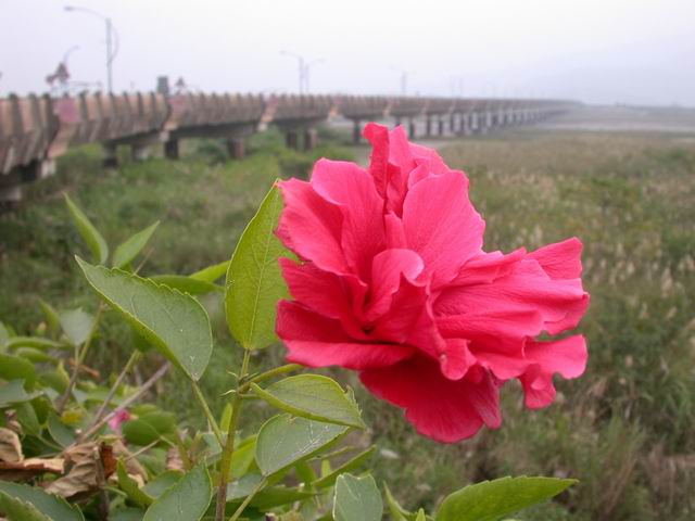 小紅花