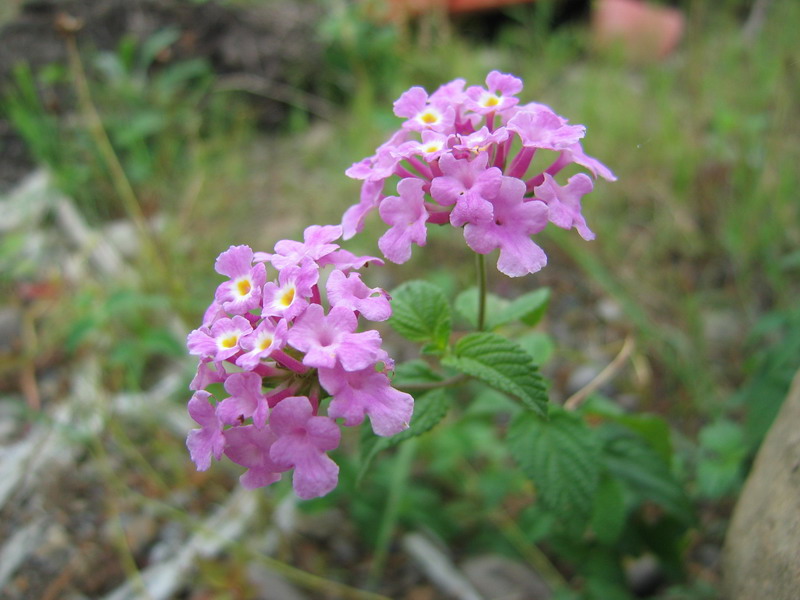 小花